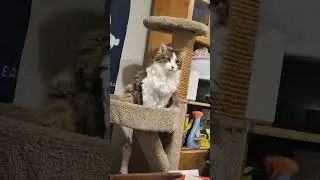 Chloe Watching