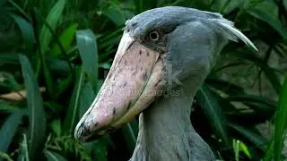 Wild shoebill
