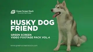 Husky Dog Friend – Green Screen Video Footage Pack 
