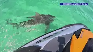 Walton County man encounters aggressive bull shark while on a jet ski