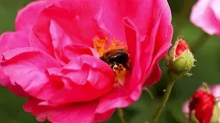 ดอกไม้สวยๆกับผึ้ง /Bee and Flowers