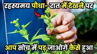 YE FLOWER PLANT JARUR DEKHEN | HARSINGAR PLANT CARE GROWING FERTILIZER | GARDENING | Daily Vlogs
