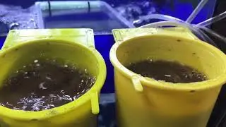 TROPHEUSA ARTEMİA VERLİR Mİ?