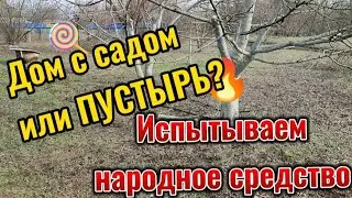 Жизнь в доме с садом. Зачем спилили фруктовый сад. Народное средство уничтожения пеньков. Рекомендую