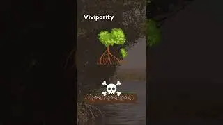All About Mangroves: Mangrove Adaptations 🌿
