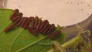 Swallowtail Butterfly Life Cycle - (Pipevine Swallowtail) V00608