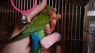 Неразлучник Черимойя спит )
