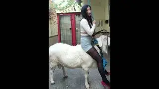 Sheep Riding 