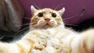 Смешная мега подборка про котов. Умора!!!
