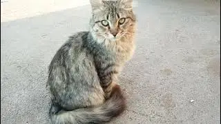 cute cat