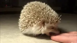 Two Hedgehog Bite Attacks In Slow Motion!