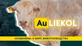 Auliekol cattle breed – history, maintenance, fattening, performance, pros and cons. Where to buy?