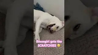 How my Dog shows her excitement… SCRATCHIES! #dog #labrador #pets #cute #funny #silly #entertainment
