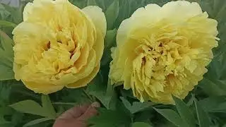 Paeonia Sonoma Yedo, півонія ІТО-гібрид