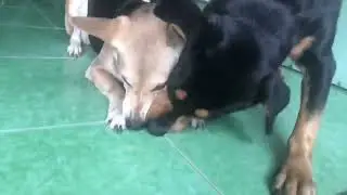Dogs always like tennis balls