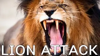 actions that saves you from the lion 🦁