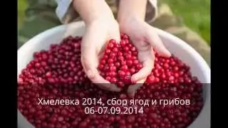 Хмелевка сбор грибов и ягод начало сентября 2014