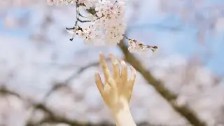 Sakura in April 2025.