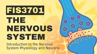 Inside the Brain: An Introduction to Neurons and the Nervous System - Sciencera