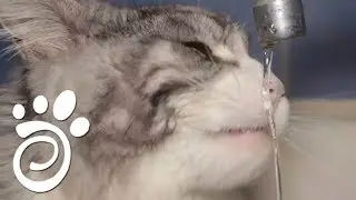 Почему Кот Не Пьет Воду? Все О Домашних Животных