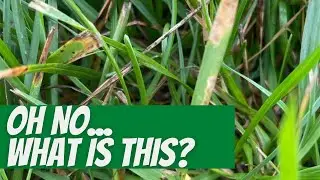 HOW TO TREAT FOR LAWN FUNGUS Treatment options for fungus in the lawn