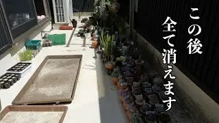 Balcony Superman [Gardening Superman Carmen-kun]