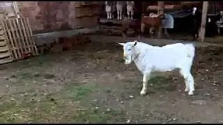 Saanen Keçileimiz Alman Kurduna Karşı.flv