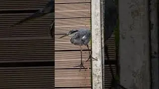 Grau-Reiher auf dem Lauf-Steg an der Schwentine