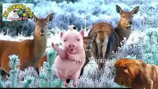 #piggy dance #fypシ #youtuber #tiktok #reelsinstagram