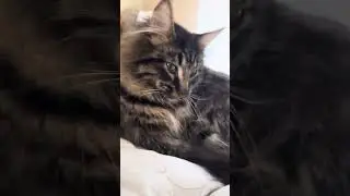Котик и кровать 2 часть