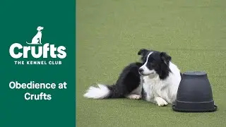Looking Forward: Obedience 🐕 | Crufts 2023