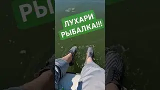 Лухари рыбалка ! #fishing #fishmir #рыбалка #shorts #шортс #фишмир #окунь #рыбалканадону