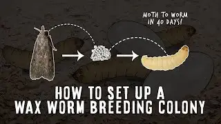 Setting Up A Successful Wax Worm Breeding Colony!