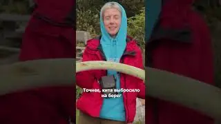 Ребро кашалота😱 на Кунашире