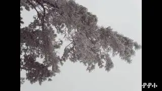 Pine  with frost.