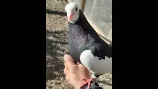 Чечня Итумкали 95 Голуби Ахмеда