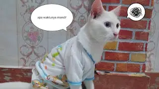 SHIRO KUCING LUCU, REAKSI KUCING SAAT MANDI