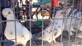 Тошкент қуш бозори: Кабутарлар-Голуби 12.09.20 Tashkent bird market