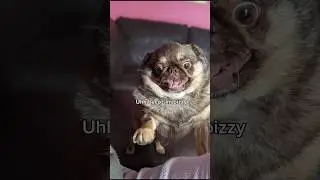 Im 2 bizzy 4 wurry #cute #pug #dogsofinstagram #youtubechamps
