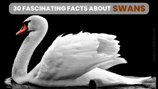 30 Fascinating Swan Facts Exploring the Graceful World of Swans
