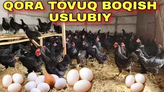 QORA TOVUQ BOQISH BIZNESI UY SHAROITIDA