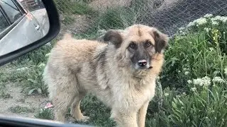 Cute stray dog need love ?