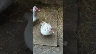 Спаривание индоуток