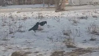 Вороны проголодались