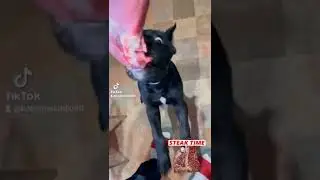 щенок кушает мясо 😋 