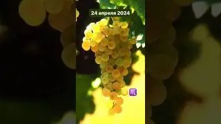 24 апреля 2024 - полнолуние в Скорпионе♏️Праздник, дарующий Вам силу❤️🌕🪷 #гороскопнакаждыйдень