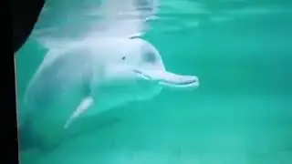 RARE FOOTAGE! Baiji or Yangtze River dolphin filmed before the species became functionally extinct!