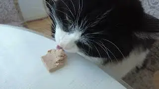 Кот Пес паштет
