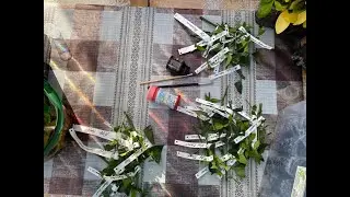 Укоренять или прививать?  Укореняю в зиму