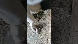Маникюр для коровы. Обрезка копыт. Ветеринарный врач. Помощь корове. Скотоводство.